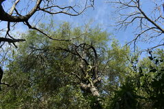Prosopis nigra