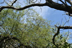 Prosopis nigra