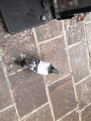 Columba livia domestica