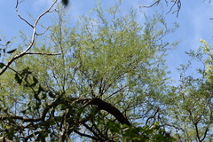 Prosopis nigra