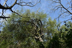 Prosopis nigra