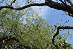 Prosopis nigra