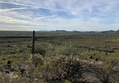 Cylindropuntia acanthocarpa acanthocarpa