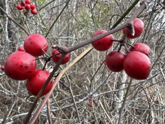 Smilax walteri