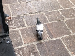 Columba livia domestica