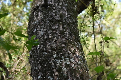 Prosopis nigra
