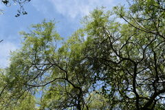 Prosopis nigra