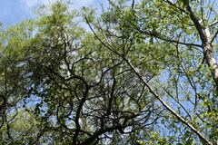 Prosopis nigra