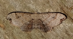 Epipleminae