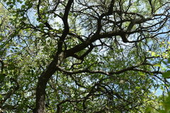 Prosopis nigra