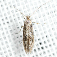 Nepticuloidea