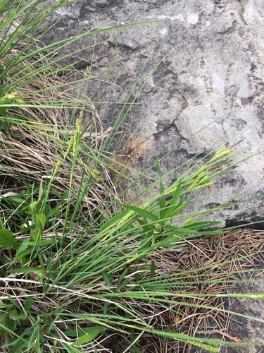 Image of Carex lenticularis by no rights reserved
