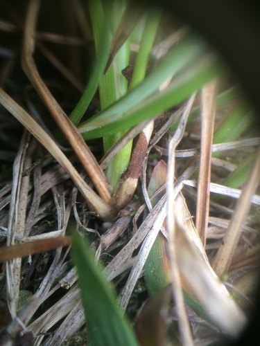 Image of Carex lenticularis by no rights reserved