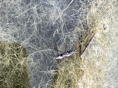 Neogerris hesione