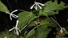 Posoqueria latifolia