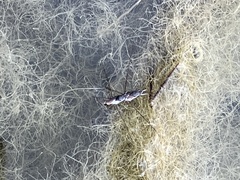 Neogerris hesione