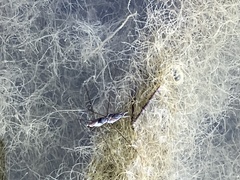 Neogerris hesione