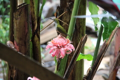 Arachnothera everetti