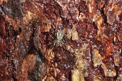 Drapetisca alteranda