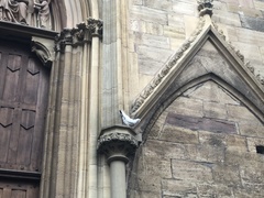 Columba livia domestica