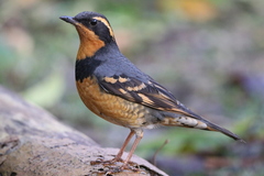 Varied Thrush photo 4