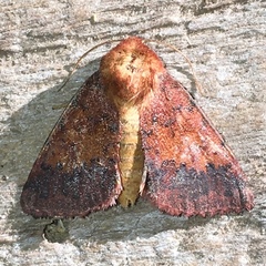 Pyrrhia aurantiago