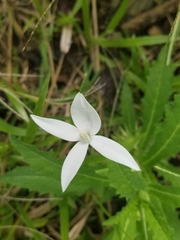 Hippobroma longiflora
