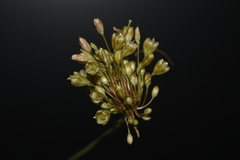 Allium longispathum