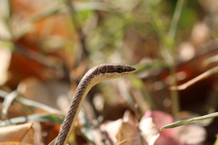Psammophis orientalis