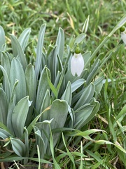 Galanthus elwesii