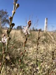Asphodelus fistulosus
