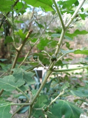 Solanum violaceum