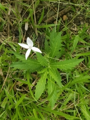 Hippobroma longiflora