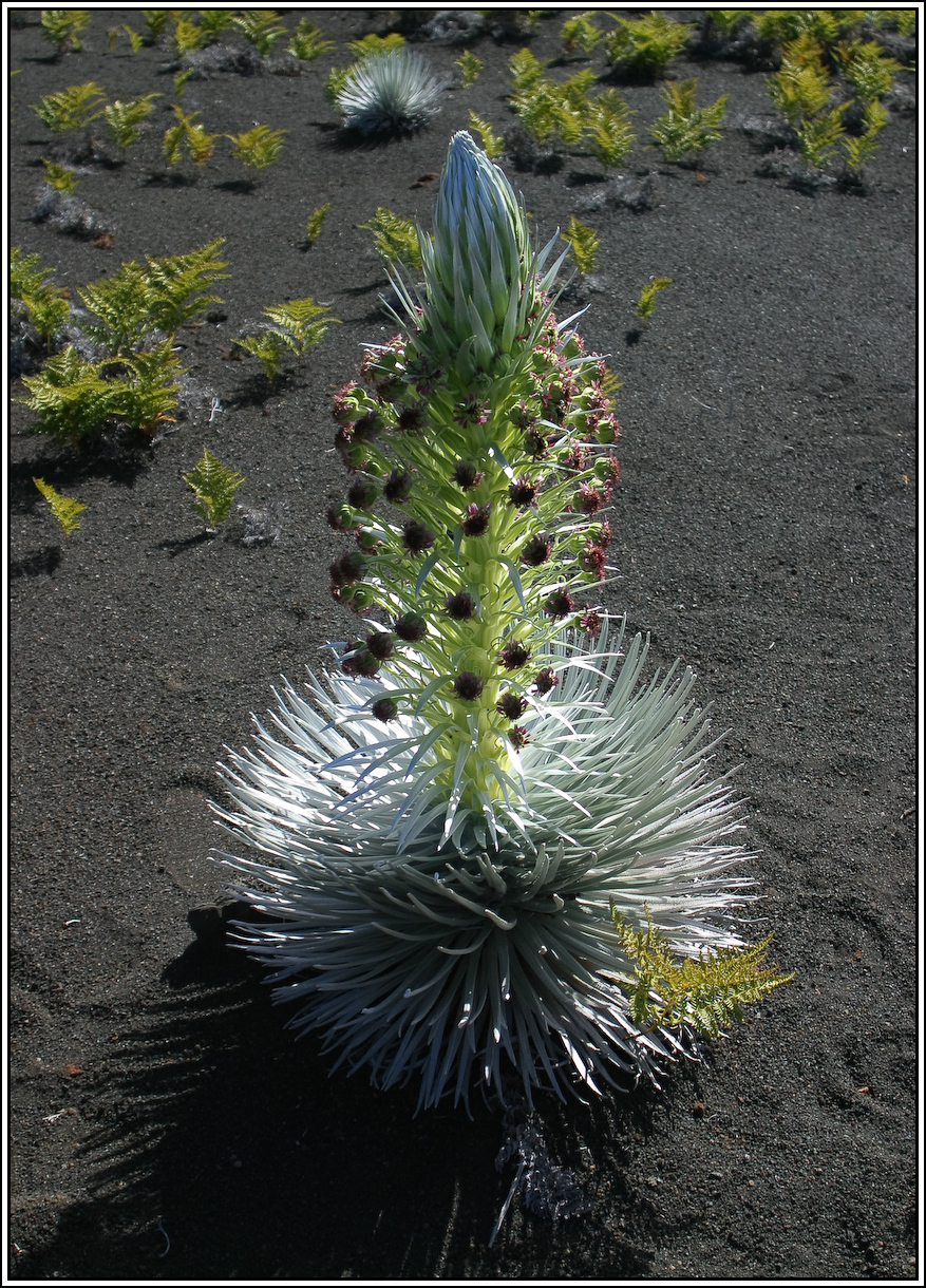 Argyroxiphium