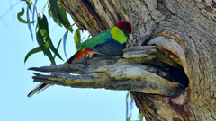 Purpureicephalus spurius