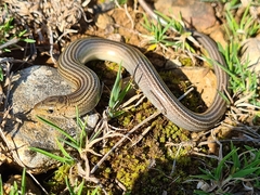 Chalcides striatus