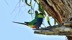 Purpureicephalus spurius