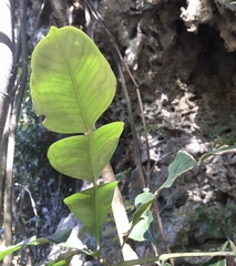 Phyllarthron megapterum