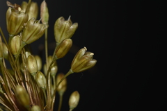 Allium longispathum