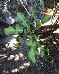 Phyllarthron megapterum