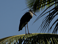 Ciconia episcopus