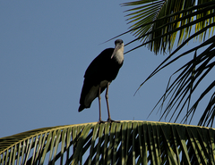 Ciconia episcopus