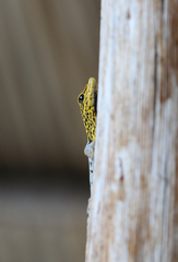 Lygodactylus picturatus