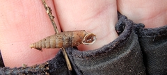 Alinda biplicata