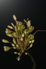 Allium longispathum