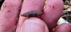 Alinda biplicata