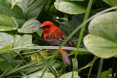 Foudia madagascariensis