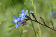 Anchusa azurea