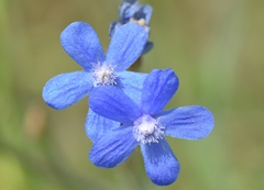 Anchusa azurea