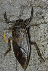 Lethocerus